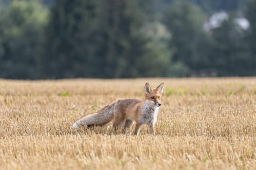 Cute red fox (Vulpes vulpes) is standing on a  yellow stubble. Horizontally.