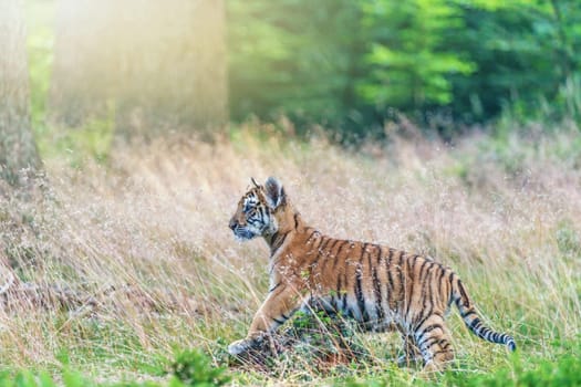 Bengal tiger cub is posing in the tall grass in the forest. Horizontally.