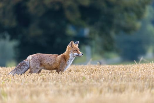 Cute young red fox (Vulpes vulpes) is posing on a field in a yellow stubble. Horizontally.