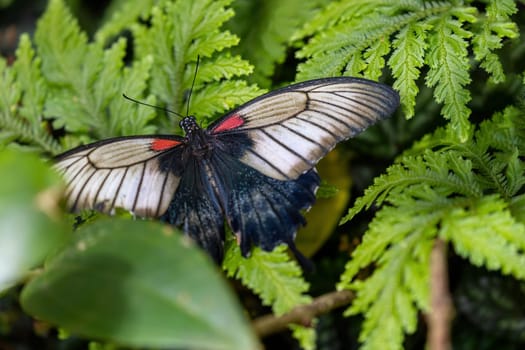 Southeast Asian Great Mormon butterfly (Papilio memnon) with open wings on green plant.