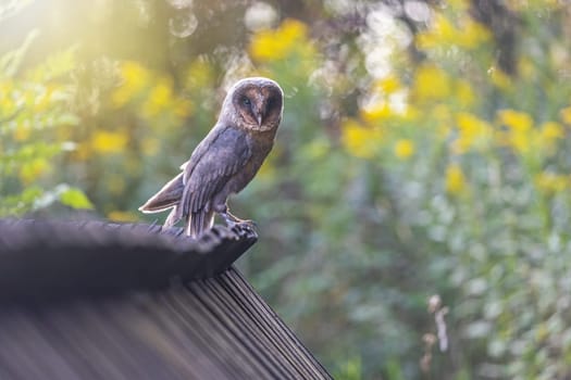 Portrait of cute barn owl (dark) sitting on a wooden roof looking at the camera.