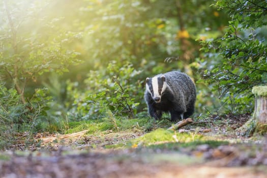 European badger is running in the forest. Horizontally.