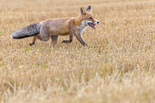 Cute red fox (Vulpes vulpes) is running on a  yellow stubble. Horizontally.