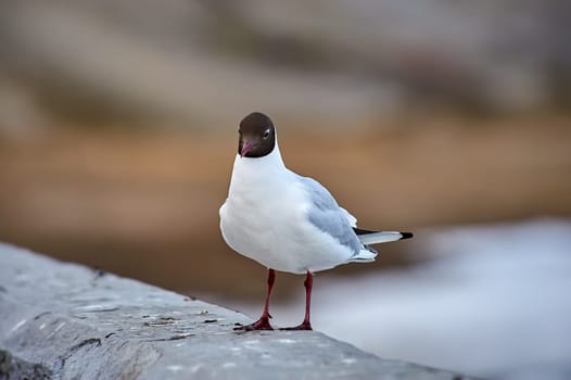 A seagull stands on a gray concrete parapet. High quality photo