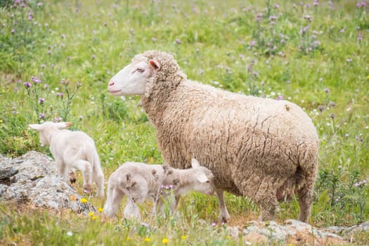 Sheep with their young with a few days of life