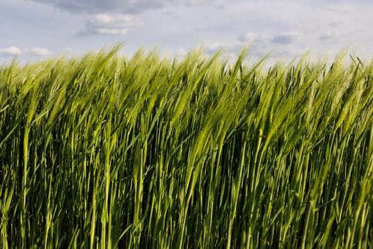 green barley