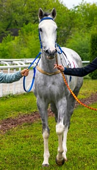 PYATIGORSK,RUSSIA - MAY 8,2022:Grey stallion Diamond - winner race at the Victory Prize,Hippodrome Pyatigorsk.