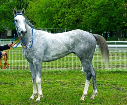 PYATIGORSK,RUSSIA - MAY 8,2022:Grey mare Palmira Dubai Tersk - winner race at the Restrictive Prize,hippodrome Pyatigorsk.