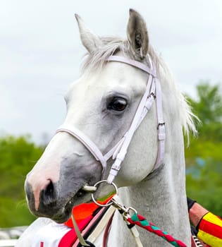 PYATIGORSK,RUSSIA - MAY 8,2022:Grey stallion Diamond - winner race at the Victory Prize,hippodrome Pyatigorsk.