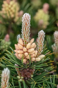 Detail of flowers of the dwarf pine with pollen and pine needles in spring