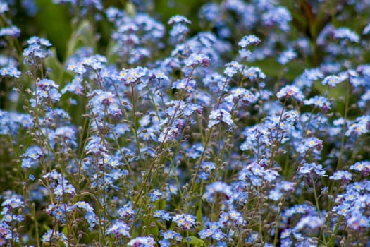 forget-me-not flowers  in the garden