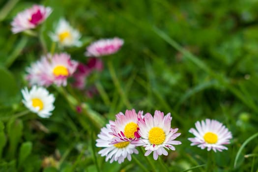 blooming daisies flowers in the garden - close up