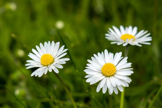 blooming daisies flowers in the garden - close up
