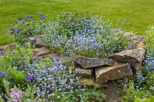flowers in the garden - forget-me-not flowers and cornflowers