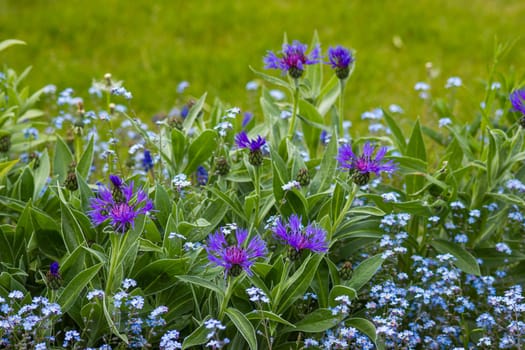 cornflowers and forget-me-not in the garden