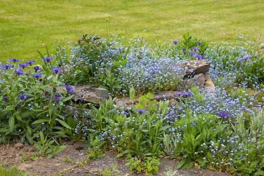 flowers in the garden - forget-me-not flowers and cornflowers