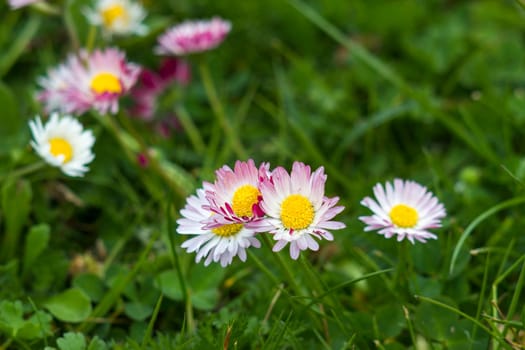 blooming daisies flowers in the garden - close up