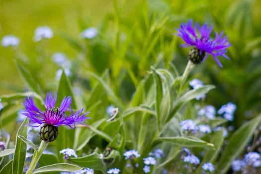 cornflowers in the garden  - close up