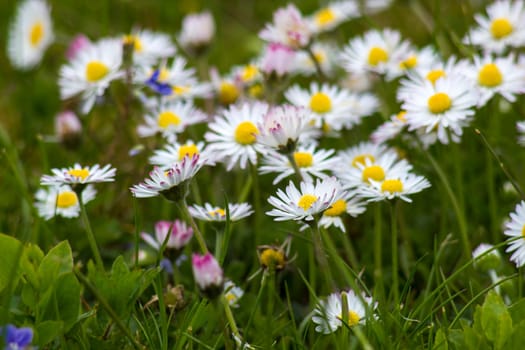 blooming daisies flowers in the garden - close up
