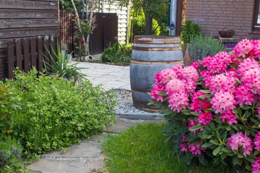 rustic garden -  blooming pink rhododendron flowers