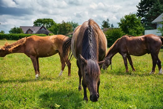 Horses grazing in the pasture