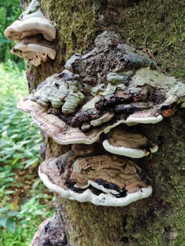 "Fomes fomentarius"" (Real Tinder Fungus)"