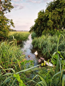 Mute swans with offspring, Fischland-Darss, Mecklenburg-West Pomerania, Germany
