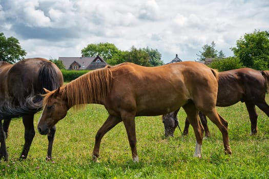 Horses grazing in the pasture