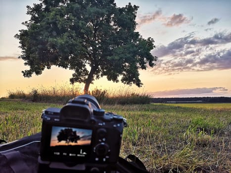 Oak tree in sunset, Fischland-Darß, Mecklenburg-West Pomerania, Germany