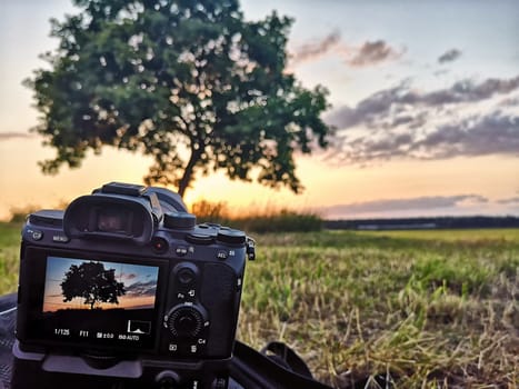 Oak tree in sunset, Fischland-Darß, Mecklenburg-West Pomerania, Germany