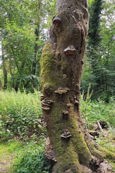 "Fomes fomentarius"" (Real Tinder Fungus)"