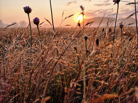 Meadow with morning dew at sunrise, Fischland-Darss
