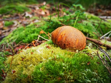 Toadstool (Lycoperdon foetidum)