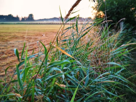 Spider web with morning dew at dawn