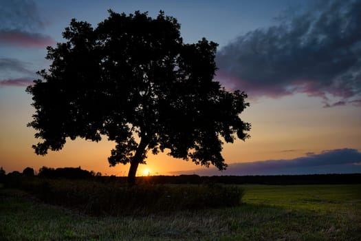 Oak tree in sunset, Fischland-Darß, Mecklenburg-West Pomerania, Germany