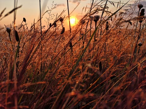 Meadow with morning dew at sunrise, Fischland-Darss