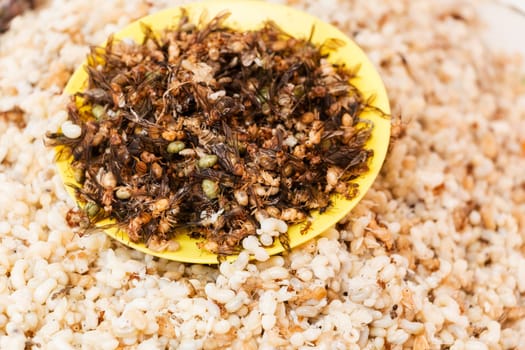 Ant eggs for eating,delicacy in Asian countries