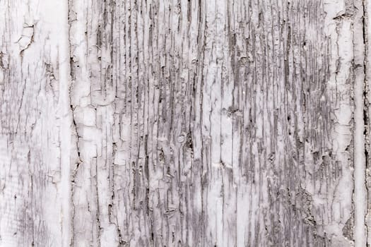 Gray coat of paint on a weathered wooden window shutter panel cracking. Brittle surface texture on decaying plank of wood. Exterior architectural detail. Close up shot outdoors on tripod. Background.