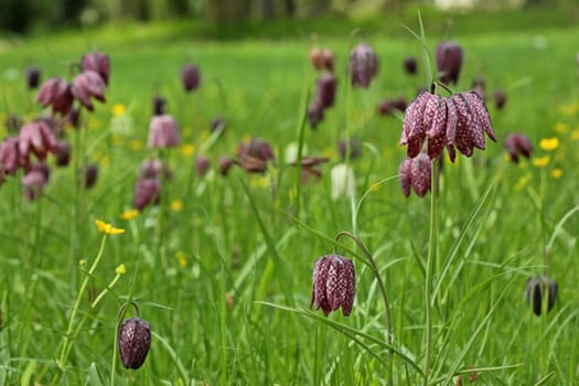 Wet meadow with chessboard flowers (Fritillaria meleagris) and rooster foot