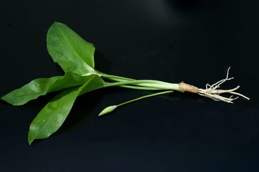Baerlauch  Allium  ursinum