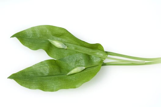 Baerlauch  Allium  ursinum