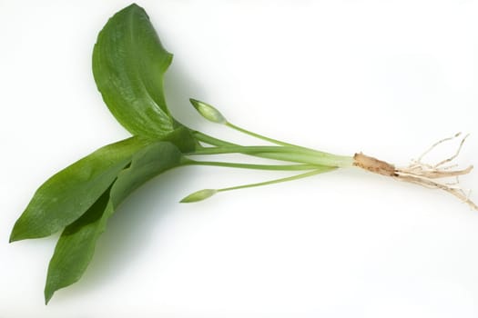 Baerlauch  Allium  ursinum