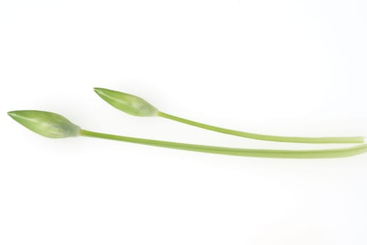 Baerlauch  Allium  ursinum