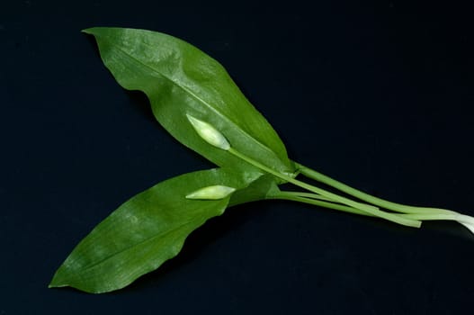 Baerlauch  Allium  ursinum
