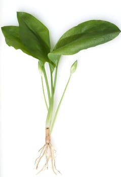 Baerlauch  Allium  ursinum