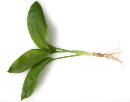 Baerlauch  Allium  ursinum