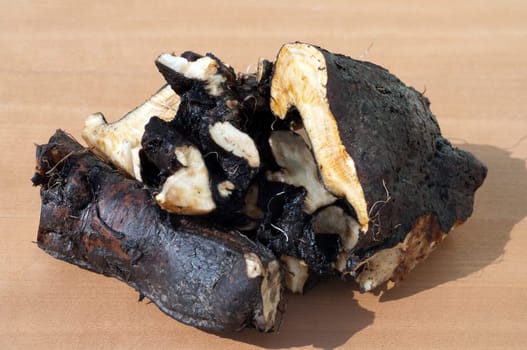 Beinwellwurzel, Symphytum  officinale