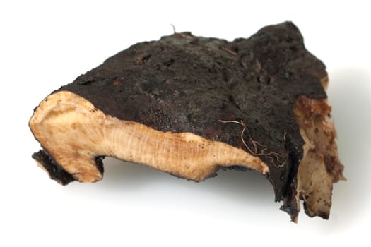 Beinwellwurzel, Symphytum  officinale