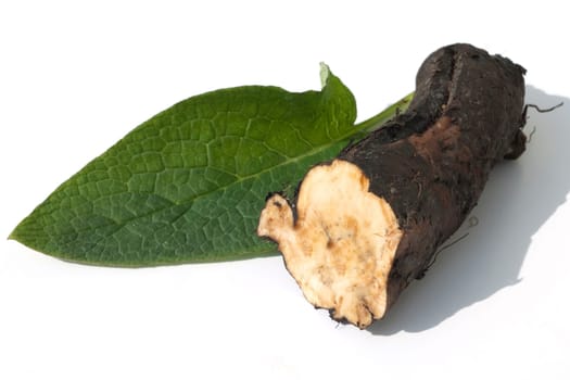 Beinwellwurzel, Symphytum  officinale