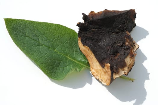 Beinwellwurzel, Symphytum  officinale